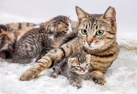 Wann kann eine katze das erste mal trächtig werden? Katze Ist Schwanger Von Der Deckung Bis Zur Aufzucht Der Kitten Haustier Blog