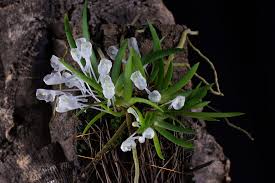 Image result for Podangis dactyloceras