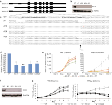 We did not find results for: A Human Expression System Based On Hek293 For The Stable Production Of Recombinant Erythropoietin Scientific Reports