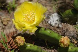 Image result for Opuntia