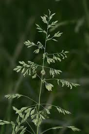 Image result for Poa binata