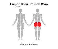 And while their ancient ancestors lived on land, rising ocean waters led these animals to become mammals of the sea. Female Human Body Muscle Map Gluteus Maximus Vector Illustration Eps10 Stock Vector Adobe Stock