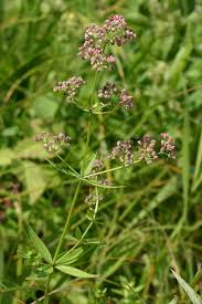 Image result for Galium ossirwaense