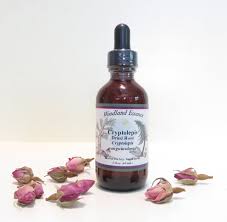 Image result for Cryptolepis products