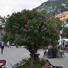 Image result for Polyspatha paniculata