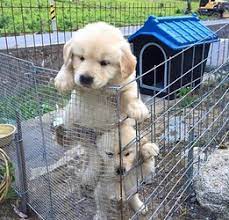Maybe you would like to learn more about one of these? Loves Cuddles Females Golden Retriever Puppies 309 316 0988 Rochester Ny Free Classifieds In Usa