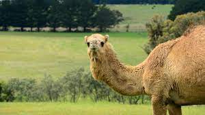 All camels have humps, the bactrian camel has two. Man Knocked Out After Camel Sends Him Flying Sunshine Coast Daily