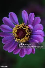 30 Zinia Stock Photos, High-Res Pictures, and Images - Getty Images