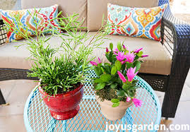 What others said when purchasing this item. What You Need To Know About Growing An Easter Cactus Spring Cactus 4 Steps Instructables