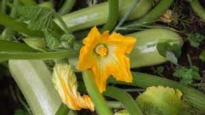 Remove the plant from the pot. Why Is My Zucchini Plant Wilting The Answer