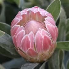 Image result for Protea micans