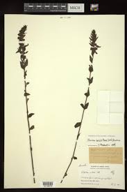 Image result for Alectra sessiliflora