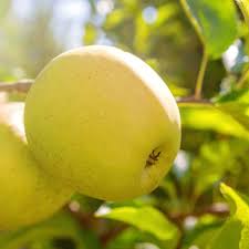 Dorsett Golden Apple Tree - 15 Gal.