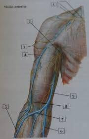 Nervios Cutaneos Y Venas Superficiales Del Hombro Y El Brazo Blog De Fisioterapia