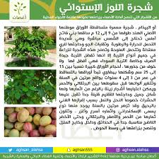 كما أن رؤية الشاب الغير متزوج للجوز في منامه تكون بشاره له ب الزواج القريب. Ù…ÙƒØ§Ù† Ø§Ù„ÙˆÙ„Ø§Ø¯Ø© Ù„ÙŠÙ„ Ø£Ø±Ù…Ù„Ø© Ø´Ø¬Ø±Ø© Ø§Ù„Ù„ÙˆØ² Ø§Ù„Ø§Ø³ØªÙˆØ§Ø¦ÙŠ Uccrandolph Org