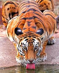 Earthpix On Instagram The Majestic Tiger Bengal Tiger By Mihirwildmahajan Most Beautiful Animals Animals Beautiful Big Cats