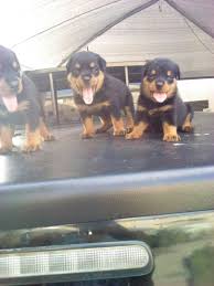 A rottweiler mix is not a purebred dog. Pure Breed Rottweiler Puppies For Sale Pets Nigeria