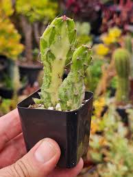 Image result for Opuntia monacantha