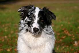 Black and white dog breeds. 15 Spotted Dog Breeds With Pictures Dogsplanet Com