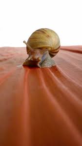 Can Betta Fish Live With Snails Betta Fish Betta Snail