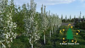Previous generations grew crab apple trees as an edible, not just decorative, tree. Rosthern Crab Apple Crabapple Malus Baccata Rosthern