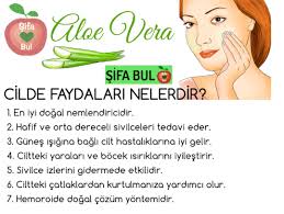 Aloe Vera Nin Cilde Faydalari Aloe Vera Aloe Memes