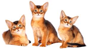 Join millions of people using oodle to find kittens for adoption, cat and kitten listings, and other pets adoption. Abyssinian Breeders Australia Abyssinian Info Kittens