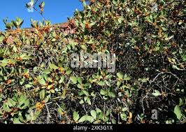 Image result for Pterocelastrus