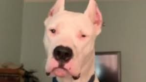 Dog Not Amused By Owner Copying Its Panting Noise
