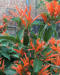 Image result for Justicia spicigera