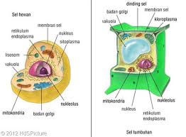Sel Hewan Dan Sel Tumbuhan Sel Hewan Sel Tumbuhan Hewan