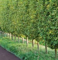 plantes d ombre pour le jardin en 25 photos fascinantes mur de soutenement amenagement paysager amenagement paysager prive plante ombre