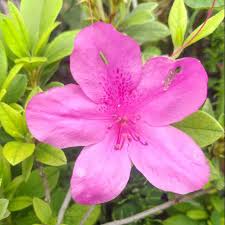See what azalea bunga (azaleabunga) has discovered on pinterest, the world's biggest collection of ideas. Tanaman Bunga Azalea Pink Shopee Indonesia