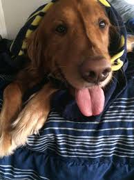 Profile for Matthew Rumley