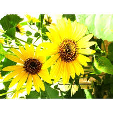 Jika berkecambah, pindahkan ke tanah. Amefurashi Bibit Benih Seeds Bunga Matahari Lemon Queen Sunflower Cocok Di Tempat Panas Shopee Indonesia