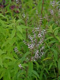 Image result for Aloysia citrodora