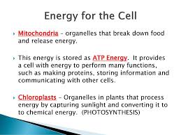 Maybe you would like to learn more about one of these? Chapter 6 Lesson 2 Cells Ms Amanda And Ms Diana Ppt Download