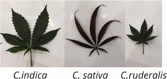 Maybe you would like to learn more about one of these? Frontiers Medical Cannabis And Industrial Hemp Tissue Culture Present Status And Future Potential Plant Science