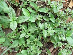 Résultat de recherche d'images pour "beldroega"