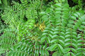 Image result for Guilandina bonduc