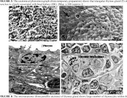 Free shipping for many products! Figure 3 From Anatomy And Microscopical Studies On Thymus Of A Larvivorous Fish Aplocheilus Panchax Hamilton 1822 Semantic Scholar