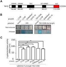 To connect with andre luiz, sign up for facebook today. Interaction Of Tbc1d9b With Mammalian Atg8 Homologues Regulates Autophagic Flux Scientific Reports