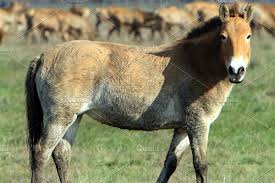 The last individual believed to be of this subspecies died in captivity in the russian empire. Tarpan Horses At National Park Horses National Parks Park