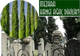 Hangi aylarda 28 gün vardır? Mezarliga Hangi Agaclar Dikilir