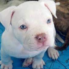 The Beauty In Her 2 White Pitbull Puppies Puppies With Blue Eyes Pitbull Puppies