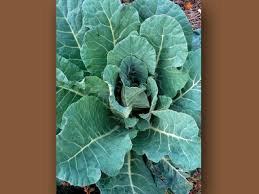 Collards are one of the most nutritious vegetables. Growing Collard Greens Www Scliving Coop
