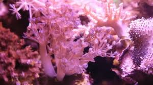 Its pricing seemed expensive, but i was told (by the owner of course) that it is higher in price because of the intensity of the color. Cherry Blossom Acropora Pink Bubble Stock Footage Video 100 Royalty Free 1028463704 Shutterstock