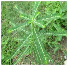 Image result for Phyllanthus amarus