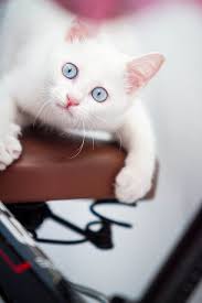 Cats Katzen Sevimli Kediler Yavru Kediler Hayvanlar