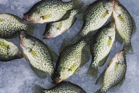 Crappies (/ˈkrɒpi, ˈkræpi/) are a genus, pomoxis, of north american freshwater fish in the sunfish family centrarchidae. Winter Crappie In Northwestern Ontario Northern Wilds Magazine